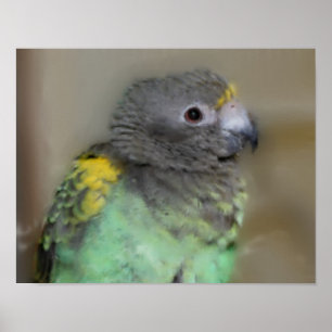 Baby Meyers Parrot Photo Painting ポスター