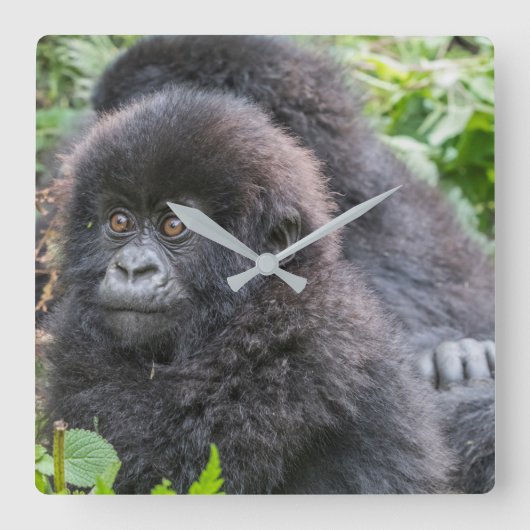 Baby Mountain Gorilla スクエア壁時計 (正面)