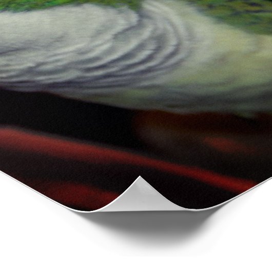 Baby Quaker Parrot Pair 2 ポスター (角)