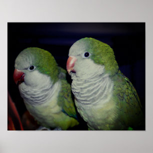 Baby Quaker Parrot Pair 2 ポスター
