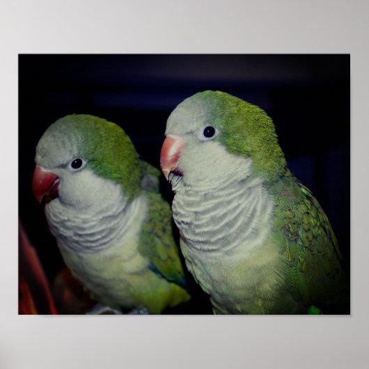 Baby Quaker Parrot Pair 2  ポスター (正面)