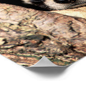 Baby Raccoons Peeking out of Tree ポスター (角)