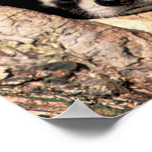 Baby Raccoons Peeking out of Tree ポスター (角)