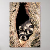 Baby Raccoons Peeking out of Tree ポスター (正面)