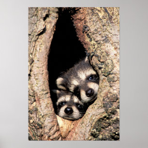 Baby Raccoons Peeking out of Tree ポスター