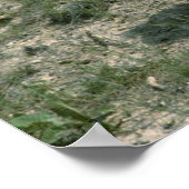 Baby Rocky Mountain Goat ポスター (角)