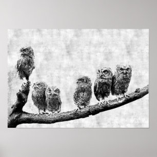 Baby Screech Owls Poster ポスター