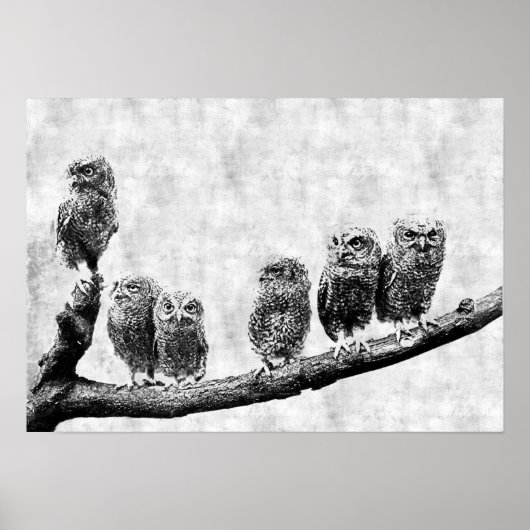 Baby Screech Owls Poster ポスター (正面)