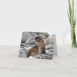 Baby Sea Lion Greeting Card カード