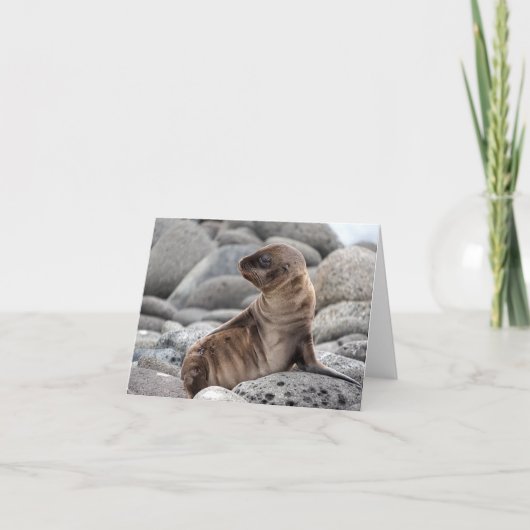 Baby Sea Lion Greeting Card カード (正面)