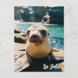 Baby Sea Lion La Jolla California Postcard ポストカード