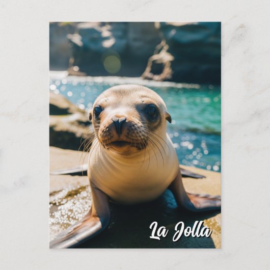 Baby Sea Lion La Jolla California Postcard ポストカード (正面)
