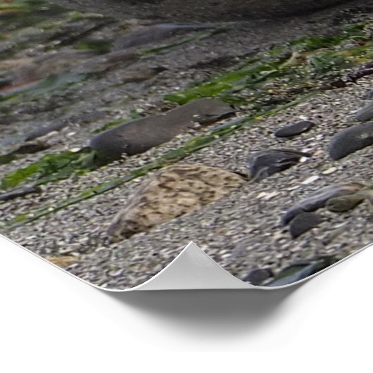 Baby Seal on Beach ポスター (角)