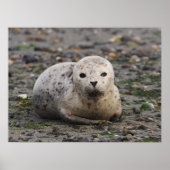 Baby Seal on Beach ポスター (正面)
