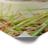 Baby Squirrel ポスター (角)