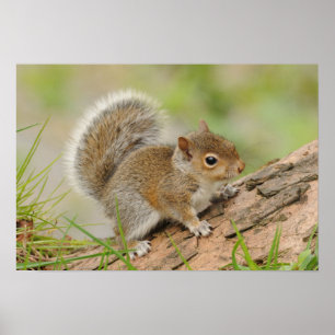 Baby Squirrel ポスター