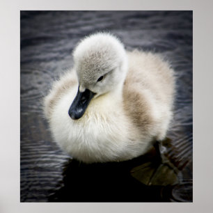 Baby Swan Cygnet ポスター