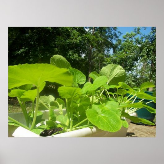 Baby zucchini plants in the front porch garden ポスター (正面)
