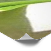 Baby zucchini plants in the front porch garden ポスター (角)