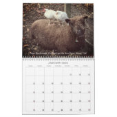 Babydoll Southdown Sheep 2026 NABSSAR Calendar カレンダー (1月 2026)