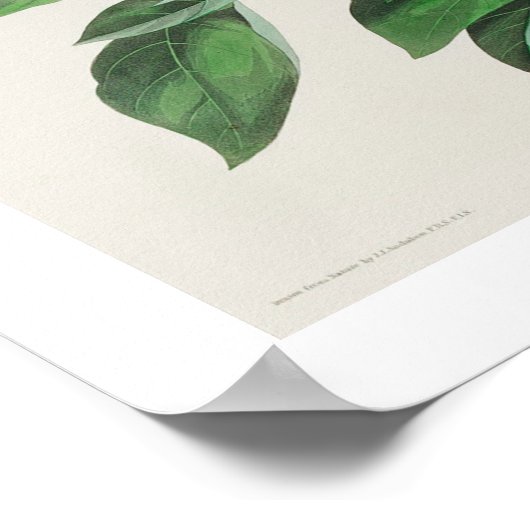 Bachman's Finch by Audubon Poster ポスター (角)