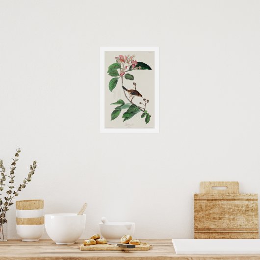 Bachman's Finch by Audubon Poster ポスター (キッチン)