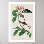 Bachman's Finch by Audubon Poster ポスター (正面)