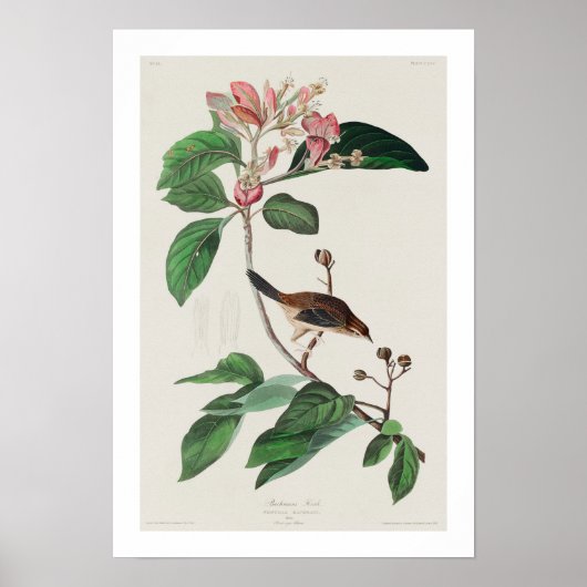Bachman's Finch by Audubon Poster ポスター (正面)