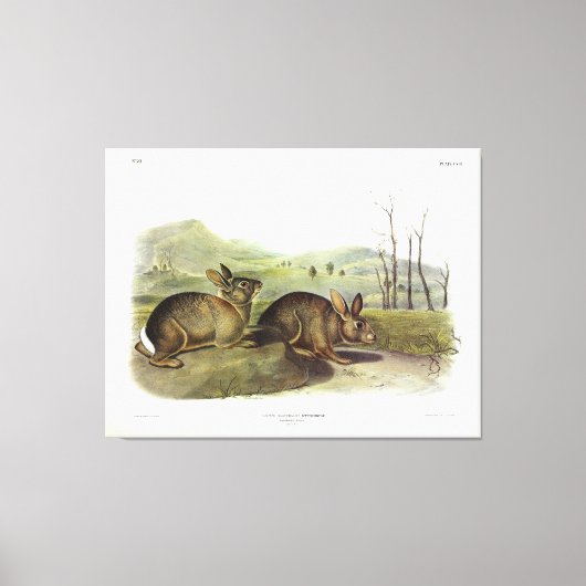 Bachman's Hare, Western Brush Rabbit by Audubon キャンバスプリント (正面)
