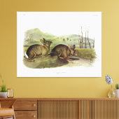 Bachman's Hare, Western Brush Rabbit by Audubon キャンバスプリント (インサイチュ (リビング))