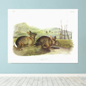 Bachman's Hare, Western Brush Rabbit by Audubon キャンバスプリント (インサイチュ (ウッドフロア))