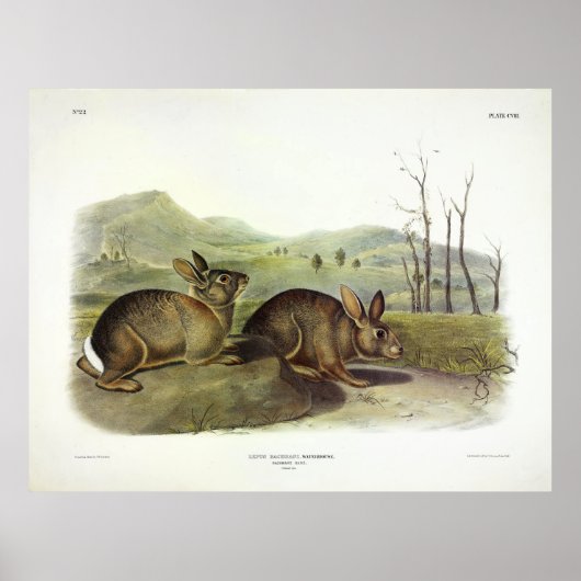 Bachman's Hare, Western Brush Rabbit by Audubon ポスター (正面)