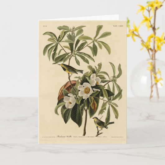 Bachman's Warbler、Audubon's Birds of America カード (黄色い花)