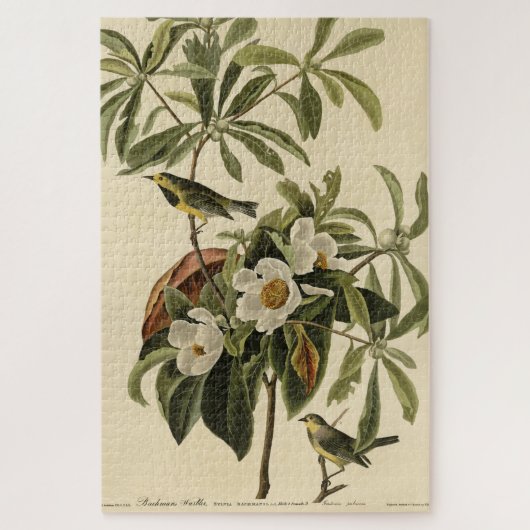 Bachman's Warbler、Audubon's Birds of America ジグソーパズル (縦)