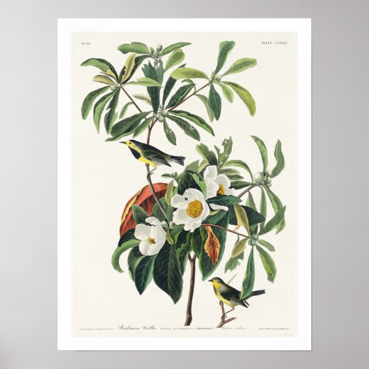 Bachman's Warbler by Audubon Poster ポスター (正面)