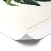 Bachman's Warbler by Audubon Poster ポスター (角)