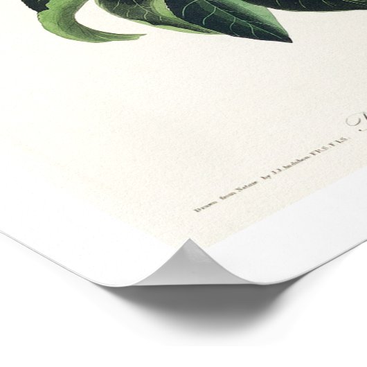 Bachman's Warbler by Audubon Poster ポスター (角)