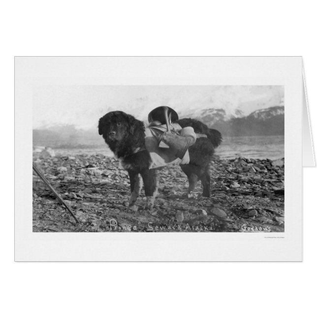 Backpacking犬Seward、アラスカ1911年 (正面横)