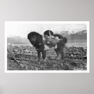 Backpacking Dog Seward, Alaska 1911 ポスター