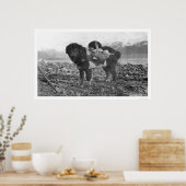 Backpacking Dog Seward, Alaska 1911 ポスター (キッチン)