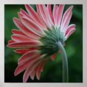 Backside of pink gerber daisy ポスター (正面)