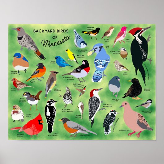 Backyard Birds of Minnesota Poster ポスター (正面)