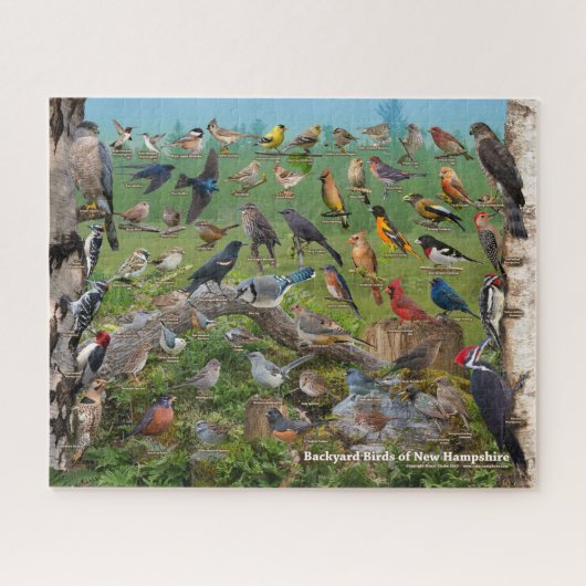 Backyard Birds of New Hampshire ジグソーパズル (横)