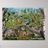 Backyard Birds of Ohio ポスター (正面)