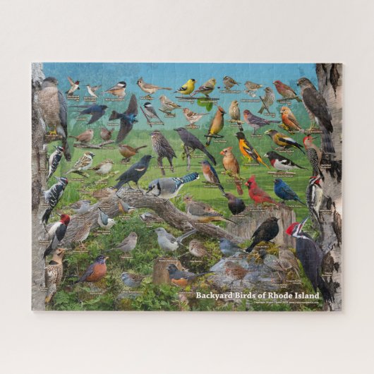 Backyard Birds of Rhode Island ジグソーパズル (横)