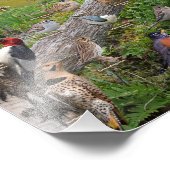 Backyard Birds of Virginia 17"x11" フォトプリント (角)