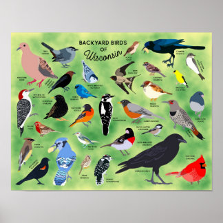 Backyard Birds of Wisconsin Poster ポスター