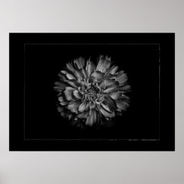 Backyard Flowers In Black & White No 79 Border ポスター