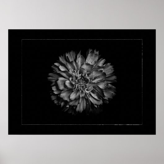 Backyard Flowers In Black & White No 79 Border ポスター (正面)