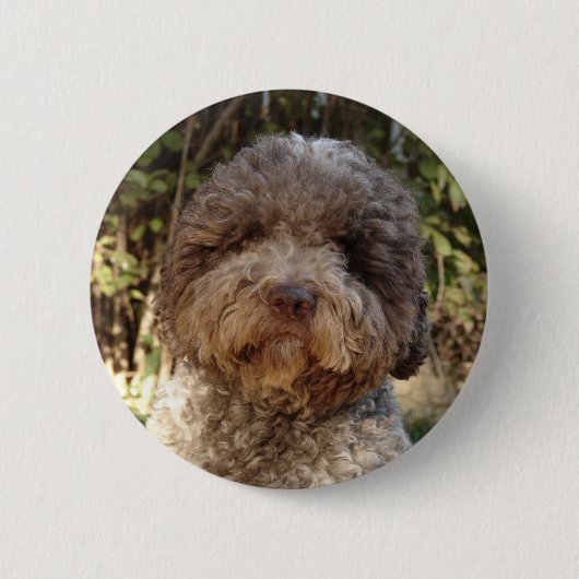 badge lagotto-romagnolo 缶バッジ (正面)